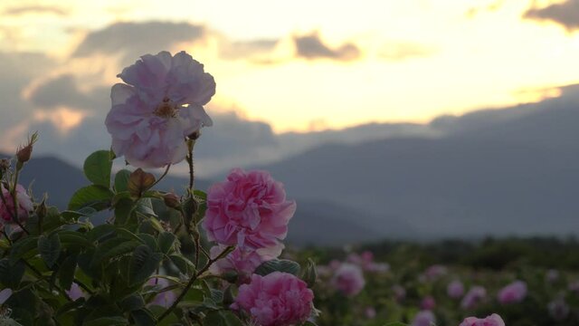 Bulgarian pink rose closeup in a gerden