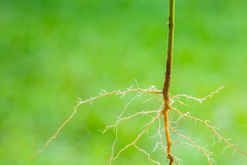 Roots of tree isolated on green background. Copy space.