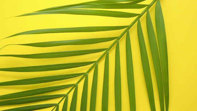 Green fresh tropical palm leaf placed on yellow background. Minimal nature. Summer Style.