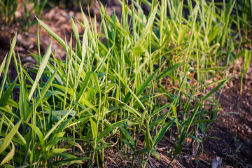 Ginger leaves in the wind.