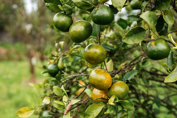 Green sweet mandarins grow on tree. Unripe citrus mandarine on green branch. Mandarin orange tree. Tangerine. Branch with fresh ripe tangerines and leaves image. Selective soft focus. North of Bali