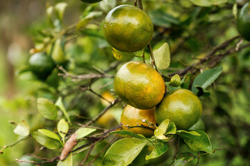 Green sweet mandarins grow on tree. Unripe citrus mandarine on green branch. Mandarin orange tree. Tangerine. Branch with fresh ripe tangerines and leaves image. Selective soft focus. North of Bali