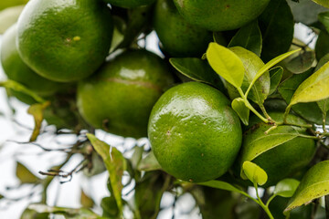 Green sweet mandarins grow on tree. Unripe citrus mandarine on green branch. Mandarin orange tree. Tangerine. Branch with fresh ripe tangerines and leaves image. Selective soft focus. North of Bali