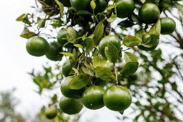 Green sweet mandarins grow on tree. Unripe citrus mandarine on green branch. Mandarin orange tree. Tangerine. Branch with fresh ripe tangerines and leaves image. Selective soft focus. North of Bali