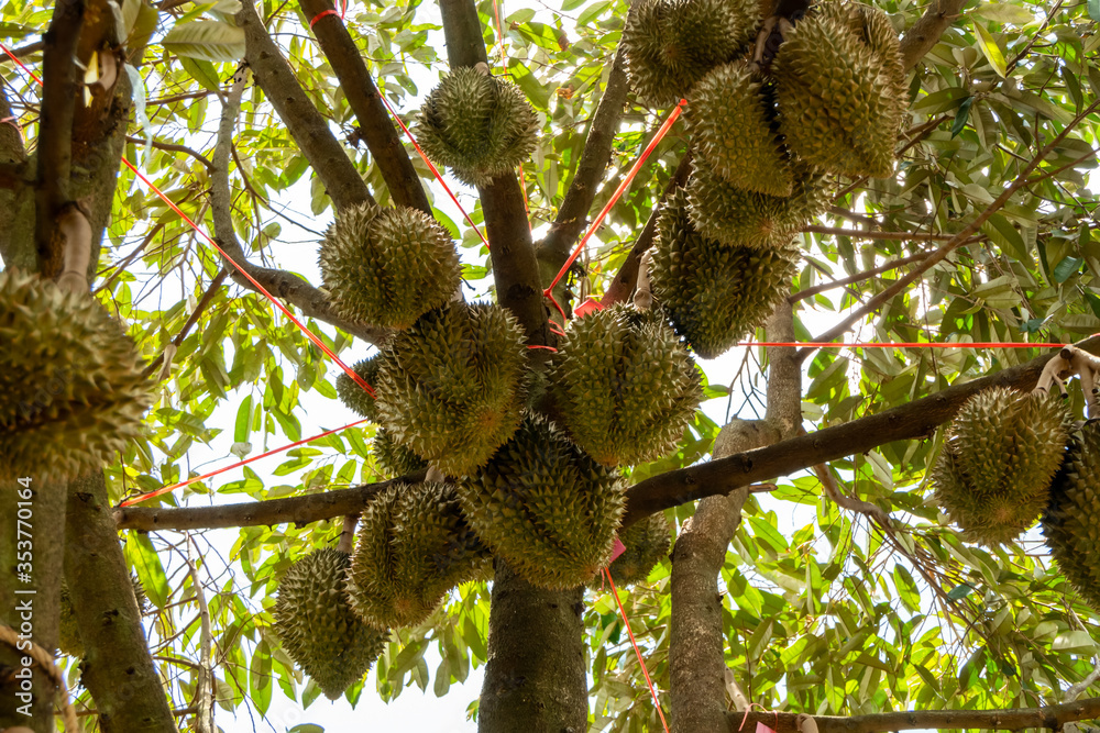 Wall mural lots of durian on the tree