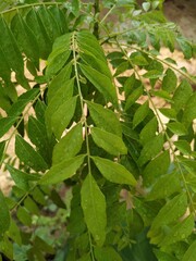 Curry Leaf Curry Tree Stock Photos