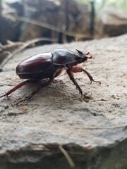 stag beetle on the tree