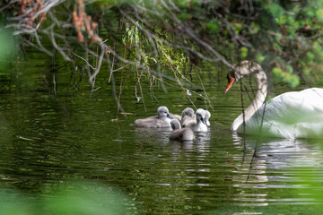 A picture of swan family.    Vancouver BC Canada
