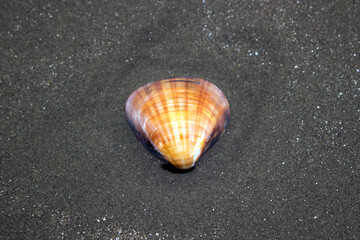 Single seashell on the black sand beach