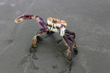 Mangrove crab (Ucides cordatus) known as 