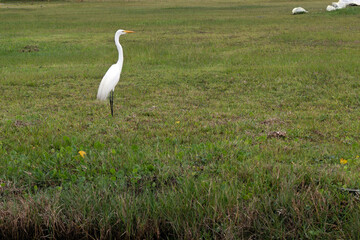 Snowy egret (Egretta thula) fishing in a grass field