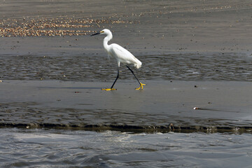 Snowy egret (Egretta thula) fishing in a small water stream