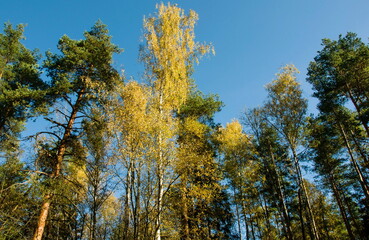 Sunlight on the birches and the pines on an autumn morning. Moscow region. Russia.