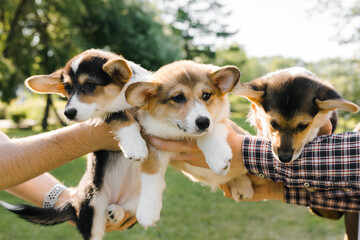 Corgi puppies hands on the background of greenery