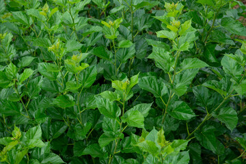 The mulberry tree has shiny green leaves. Ready to harvest to make tea