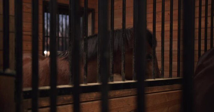 Horse Pacing Restlessly Inside Stall In Barn