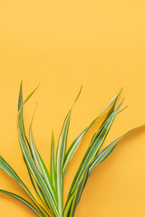 Green leaf isolated on orange background. Summer background concept.