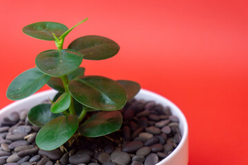 Dwarf banyan tree in a white ceramic pot with a red background