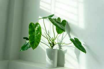 Philodendron is an air purifier. Located in a ceramic glass near the window where the light penetrates through