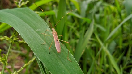 grasshopper on a grass