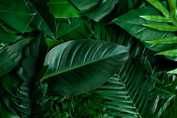 closeup nature view of green monstera leaf and palms background. Flat lay, dark nature concept, tropical leaf