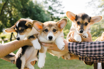Corgi puppies hands on the background of greenery