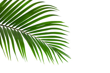Fototapeta premium leaves of coconut or palm isolated on white background for design elements, tropical leaf, summer background