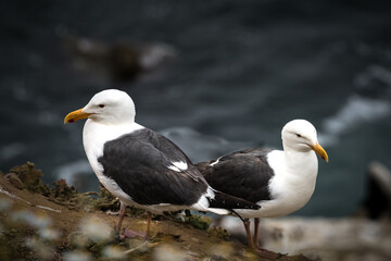 Two Seagulls on Lookout