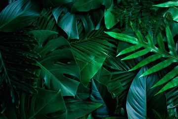 Obraz na płótnie Canvas closeup nature view of green monstera leaf and palms background. Flat lay, dark nature concept, tropical leaf