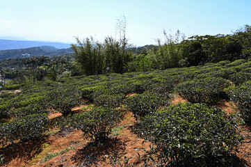 Obraz premium Tea plantation in Taiwan.
