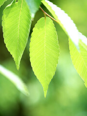 新緑のケヤキの葉