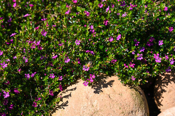 Cuphea hyssopifolia in the park.