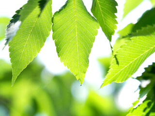 新緑のケヤキの葉
