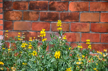 Yellow perennial lupine background is brick wall.