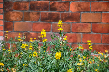 Yellow perennial lupine background is brick wall.
