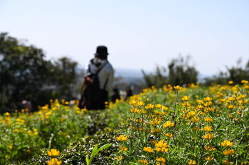 Taoyuan, Taiwan - FEB 23, 2020: Many people are watching the perennial lupine flower season.