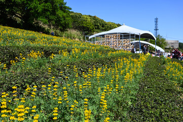Yellow perennial lupine in the garden.