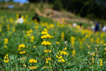 Yellow perennial lupine in the garden.