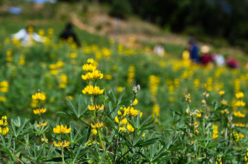 Fototapeta premium Yellow perennial lupine in the garden.