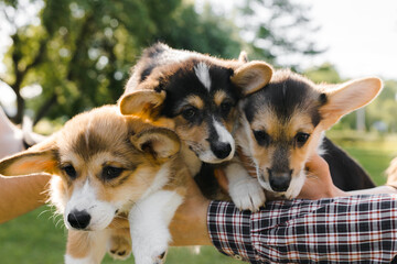 Corgi puppies hands on the background of greenery