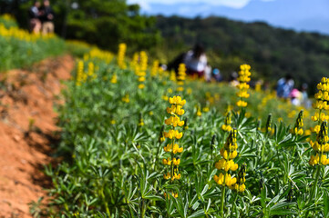 Yellow perennial lupine in the garden.