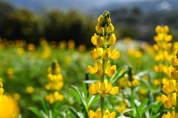 Yellow perennial lupine in the garden.