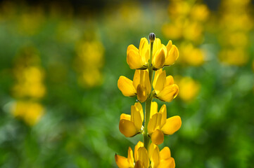 Obraz premium Yellow perennial lupine in the garden.