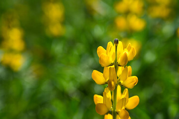 Yellow perennial lupine in the garden.