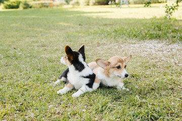 Corgi puppies in a Sunny sunset on a green background