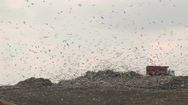 Seagulls flying over a landfill site with trucks birds flying