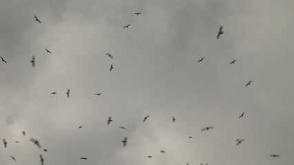 Seagulls flying over a landfill site with trucks birds flying
