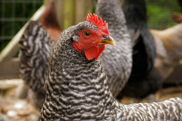 Close Up of Single Chicken Looking to the Right