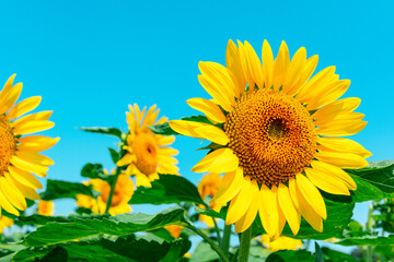 sunflower_2625
