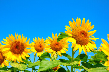 sunflower_2630